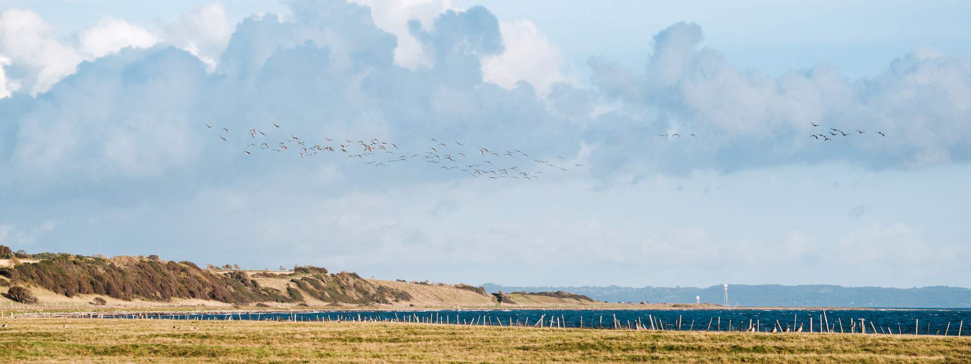 Tordentræ, Sejerø 2021