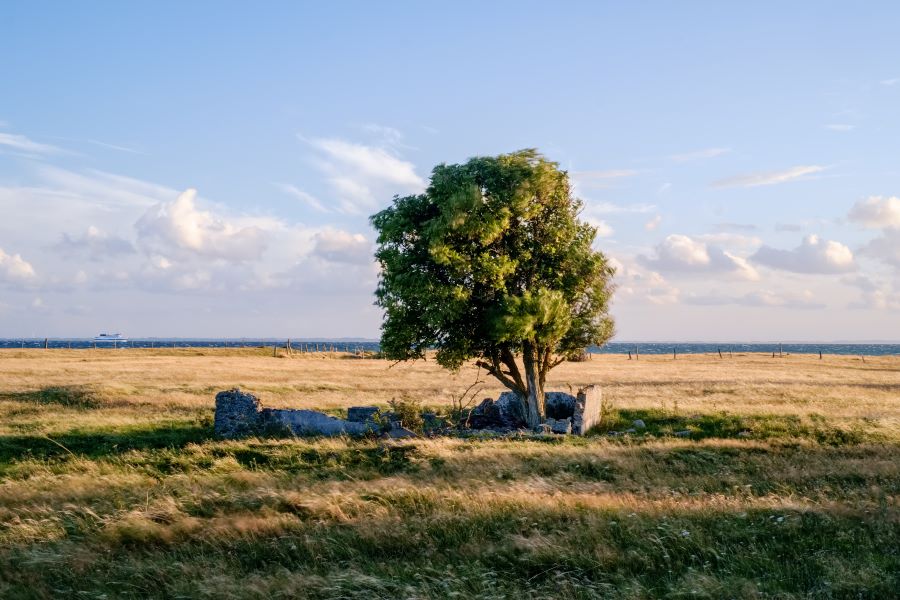 Henrys hegn, Sejerø